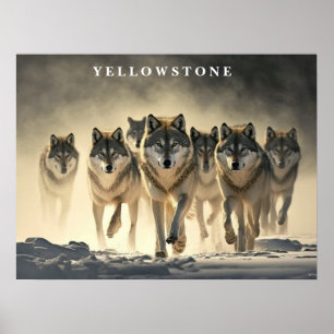 Poster Yellowstone Wolves