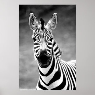 POSTER ZebraPhoto By John A. Sylvester