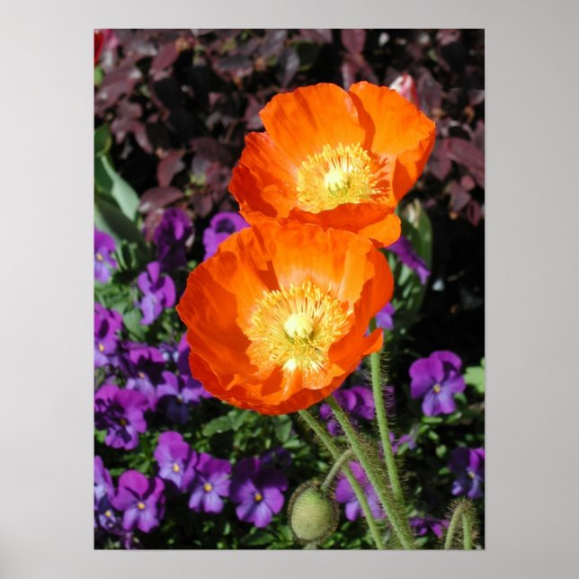 Poster, zwei Orange Island Poppies Poster (Vorne)