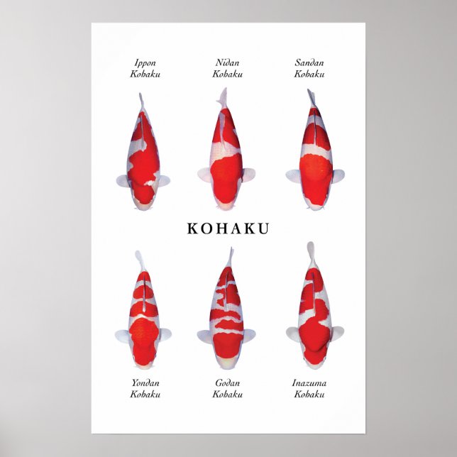 Posterart japanischer Koi-Fisch: Kohaku Poster (Vorne)