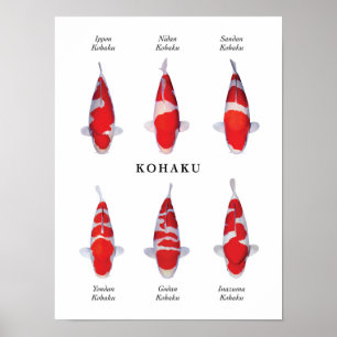 Posterart japanischer Koi-Fisch: Kohaku Poster