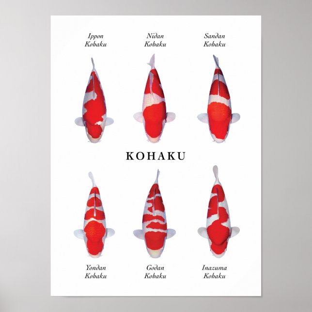 Posterart japanischer Koi-Fisch: Kohaku Poster (Vorne)