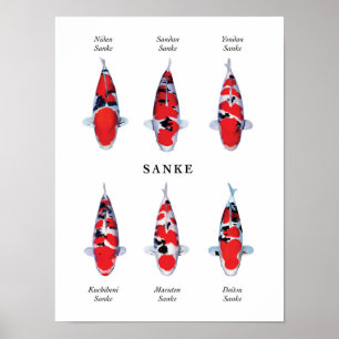 Posterart japanischer Koi-Fisch: Sanke Poster