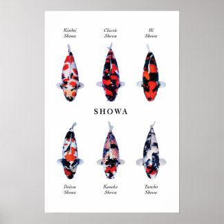 Posterart japanischer Koi-Fisch: Showa Poster