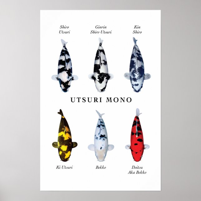 Posterart japanischer Koi-Fisch: Utsurimono Poster (Vorne)