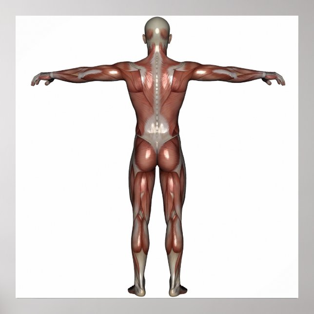 Postermuskel Poster (Vorne)