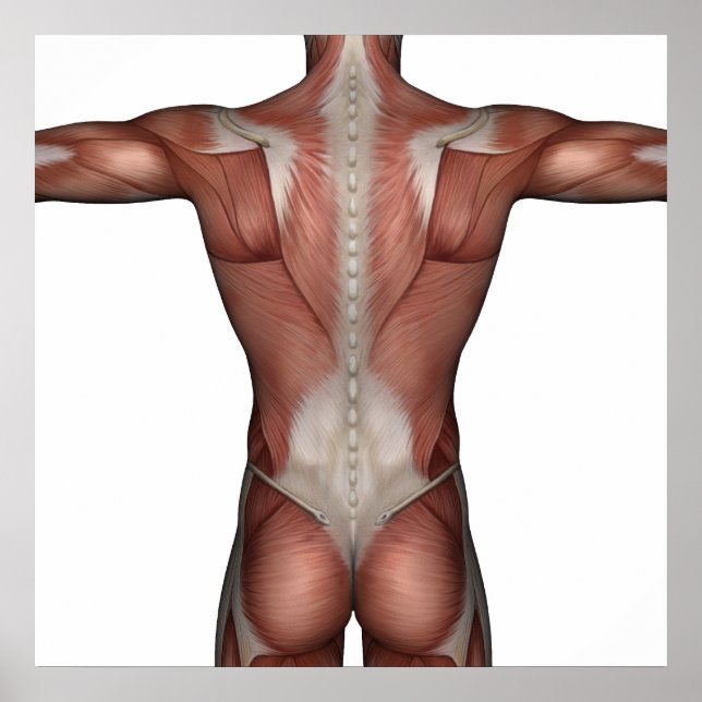 Postermuskel Poster (Vorne)