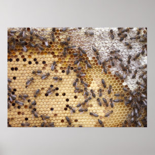 Posters Abejas Von Windel Poster