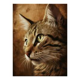 Posters Dives Cat 3 Poster