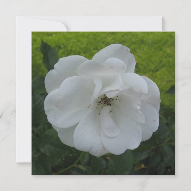 Postkarte (Vorderseite)