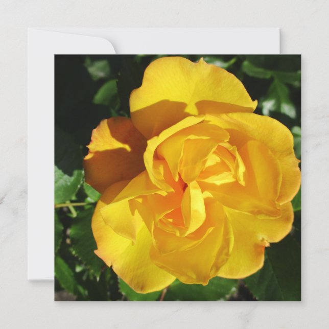 Postkarte (Vorderseite)