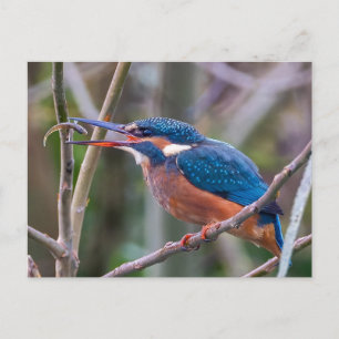 Postkarte