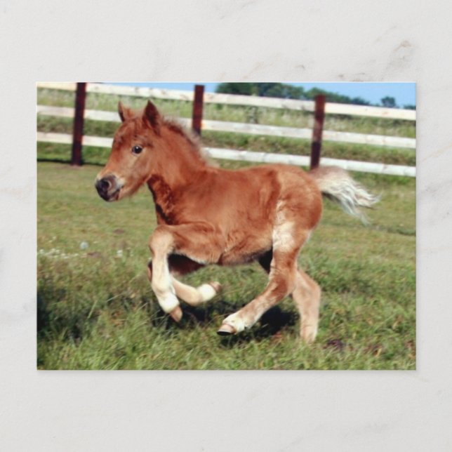 Postkarte (Vorderseite)