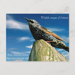 Postkarte