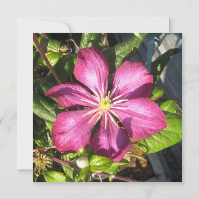 Postkarte (Vorderseite)