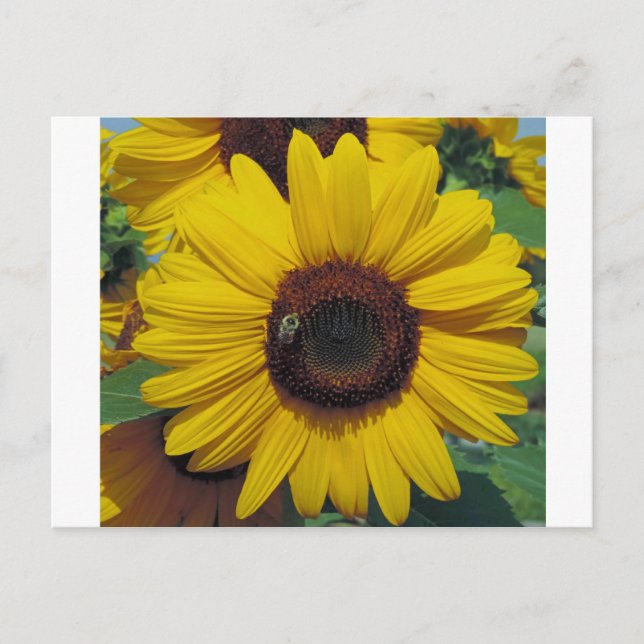 Postkarte (Vorderseite)