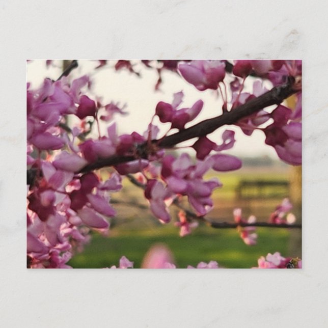 Postkarte (Vorderseite)