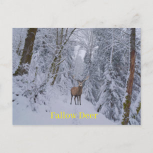 Postkarte