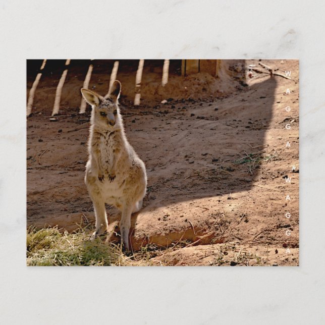 Postkarte (Vorderseite)