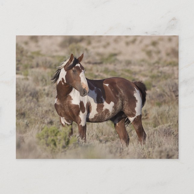  POSTKARTE (Vorderseite)