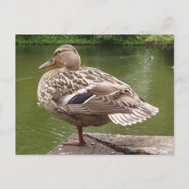 Postkarte (Vorderseite)
