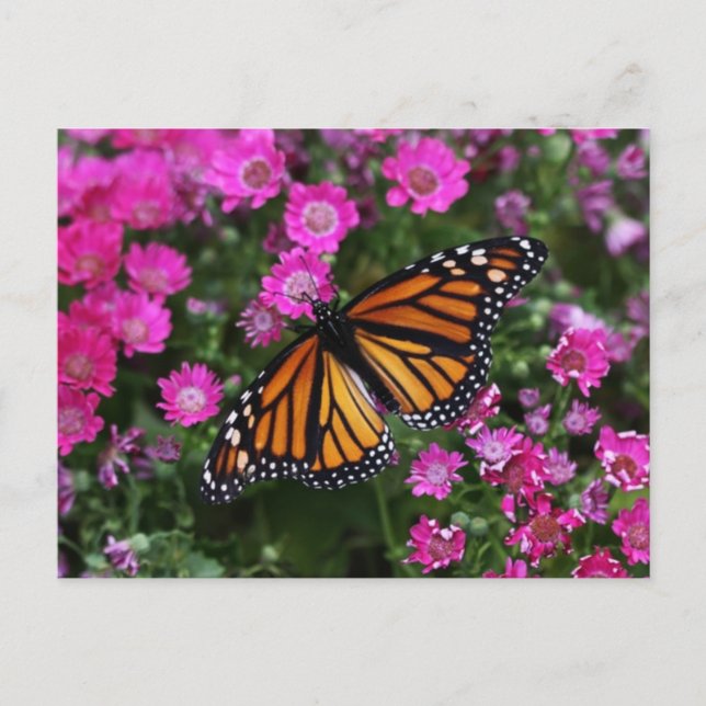 Postkarte (Vorderseite)