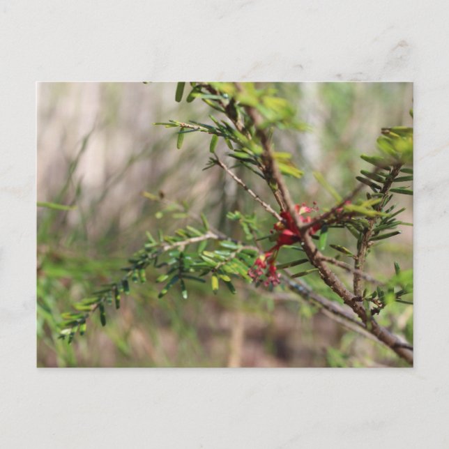 Postkarte (Vorderseite)