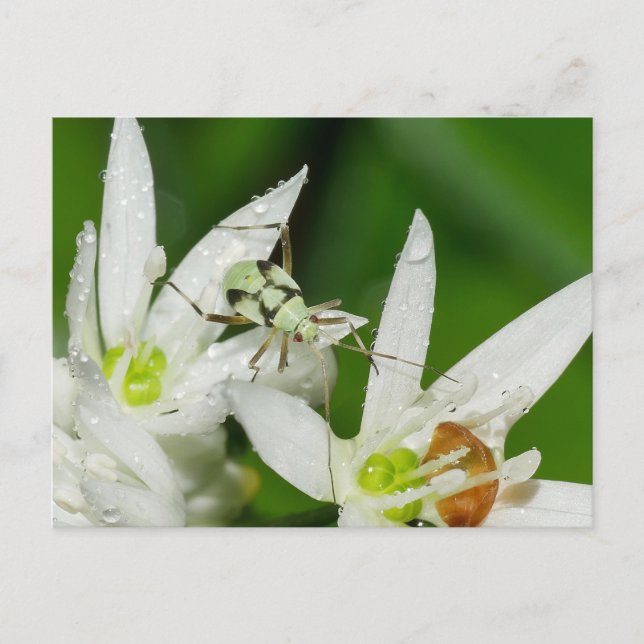 Postkarte (Vorderseite)