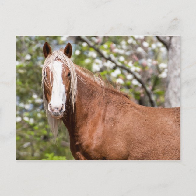 Postkarte (Vorderseite)