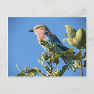 Postkarte