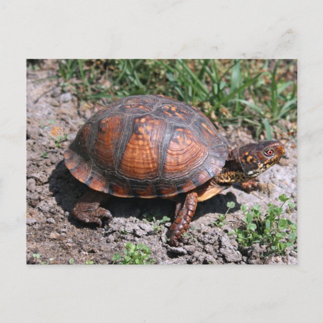 Postkarte (Vorderseite)