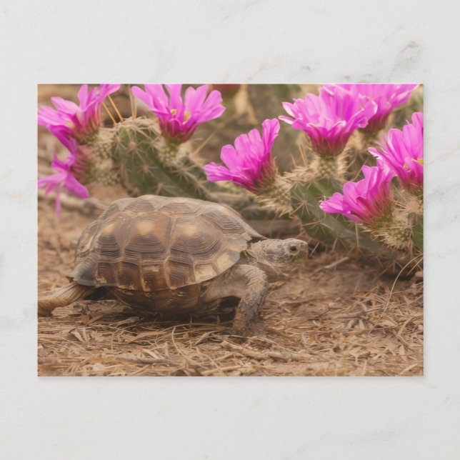 Postkarte (Vorderseite)