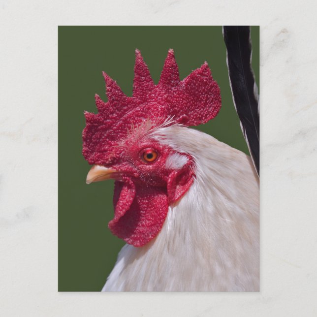 Postkarte (Vorderseite)