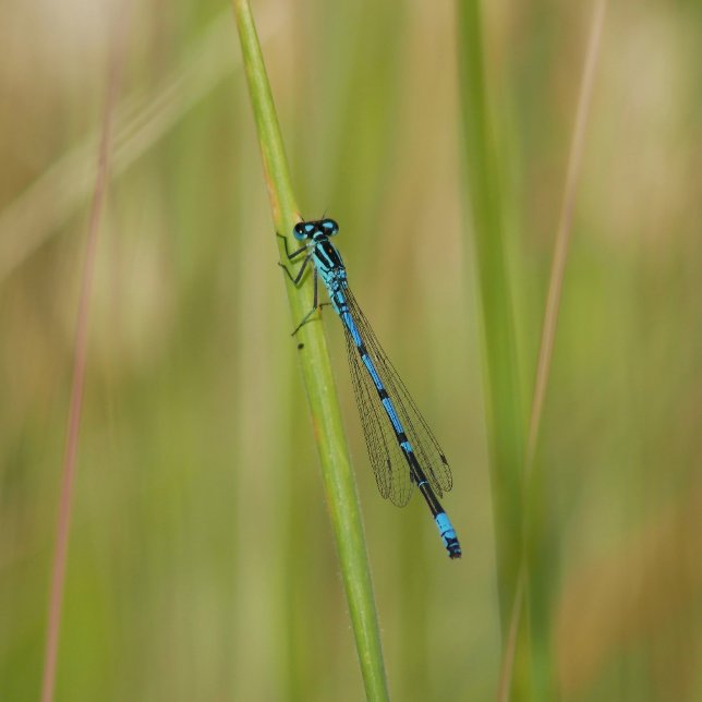 Postkarte (Von Creator hochgeladen)