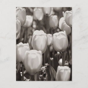 Postkarte