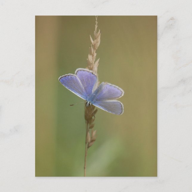 Postkarte (Vorderseite)