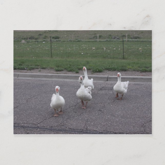 Postkarte (Vorderseite)