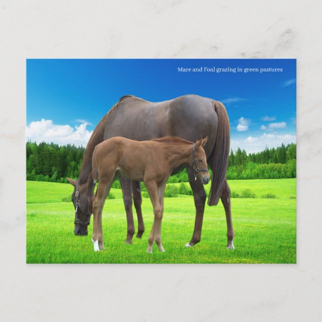 Postkarte (Vorderseite)