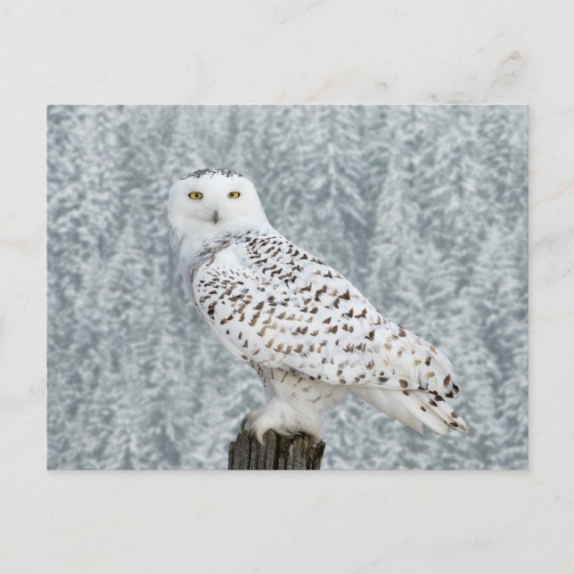 Postkarte (Vorderseite)