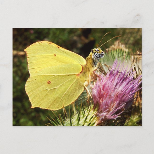 Postkarte (Vorderseite)