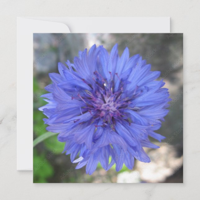 Postkarte (Vorderseite)