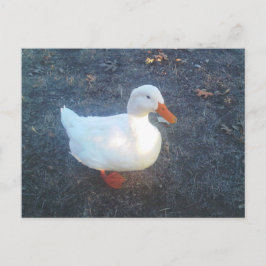 Postkarte