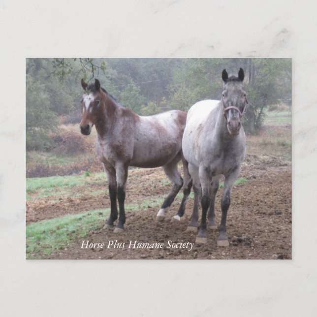 Postkarte (Vorderseite)