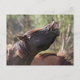 Postkarte