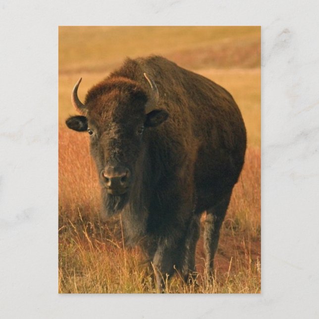 Postkarte (Vorderseite)