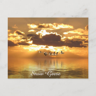 Postkarte