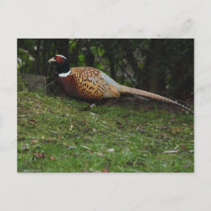 Postkarte