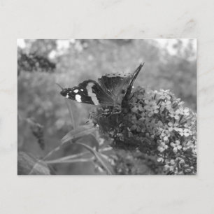 Postkarte - Admiral Butterfly in Schwarz & Weiß