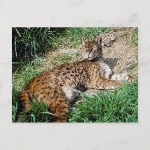 Postkarte - Afrikanische Goldkatze