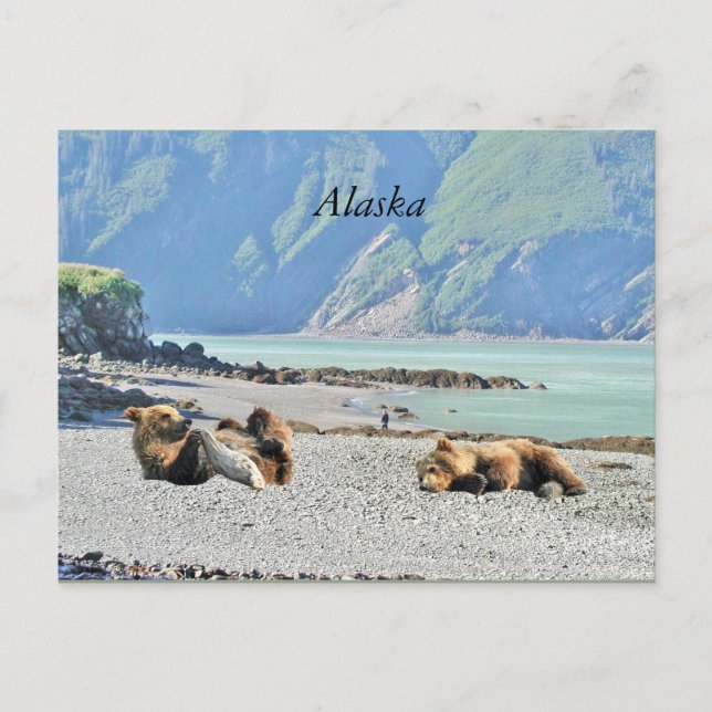 Postkarte Alaska mit Bärenjungen vom Grizzy (Vorderseite)